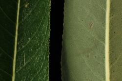 Salix lasiandra. Upper and lower leaf surfaces and leaf margins.
 Image: D. Glenny © Landcare Research 2020 CC BY 4.0